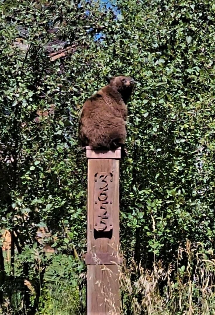 Fall Visitor