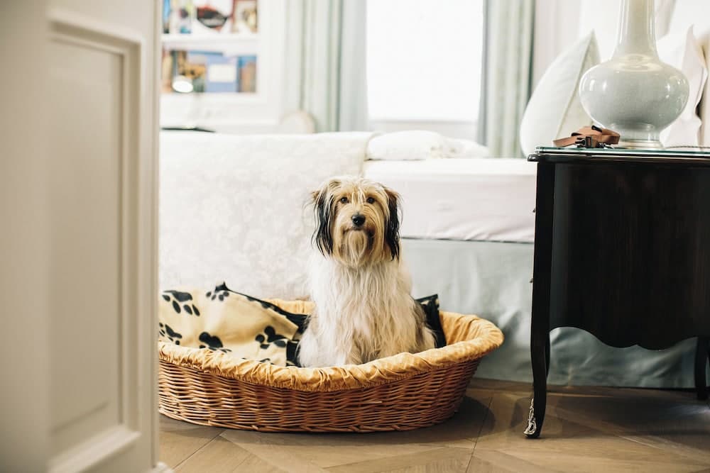 Pet-friendly