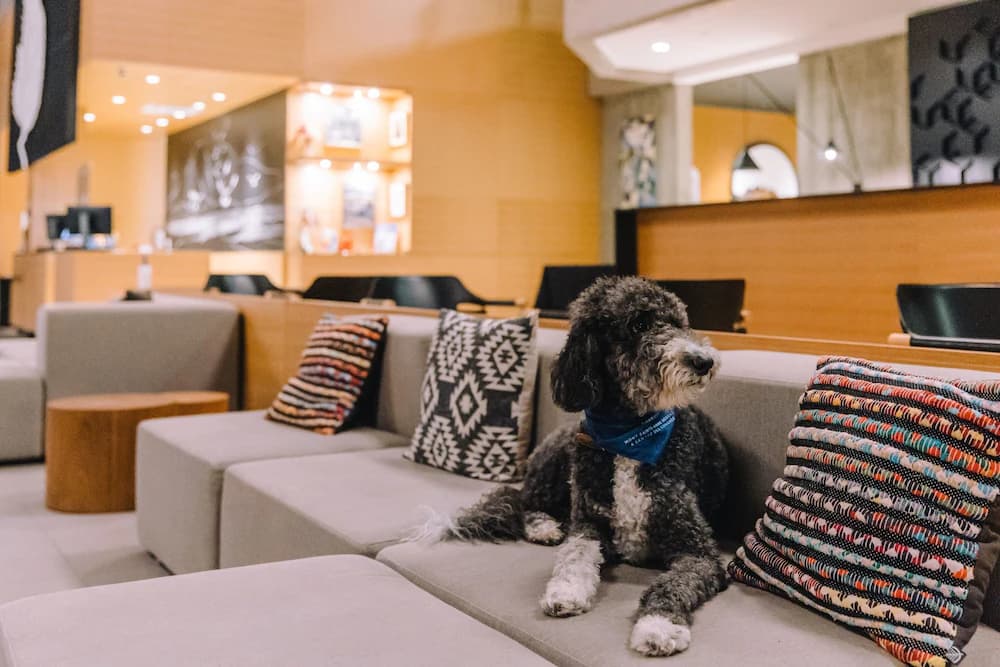 Pet-friendly
