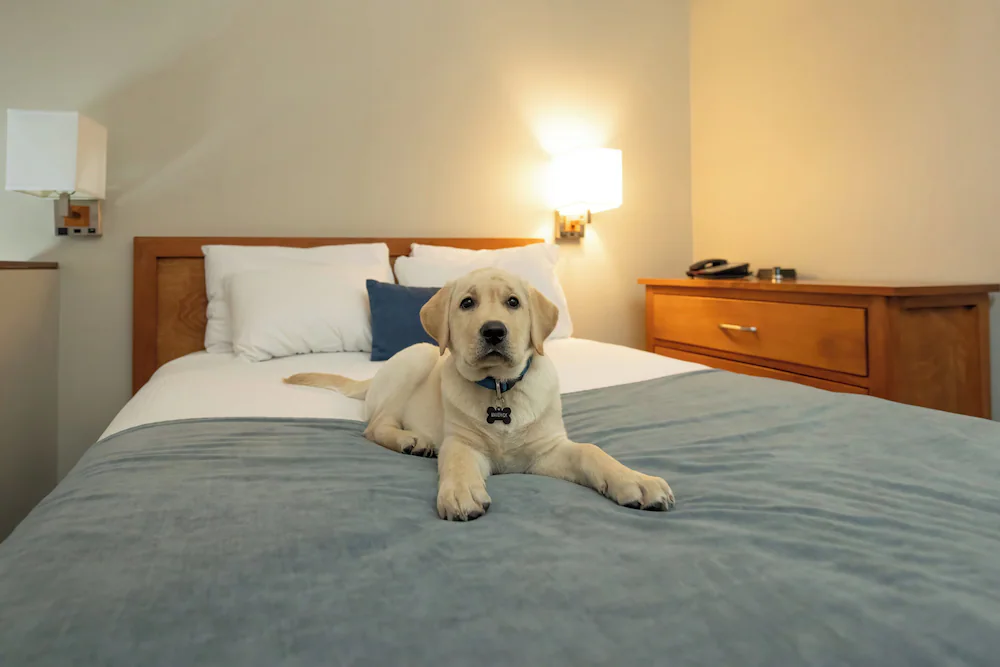Pet-friendly