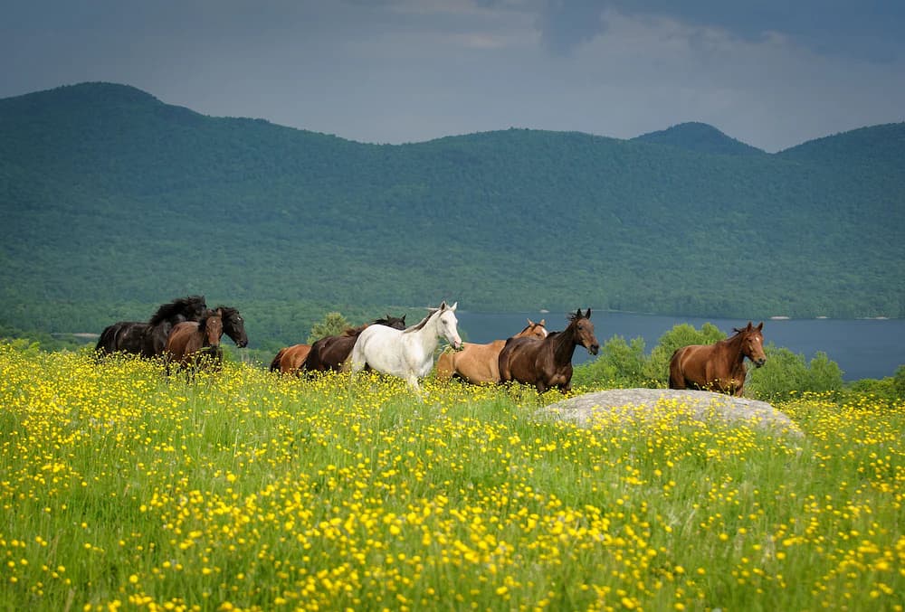 Horseback riding