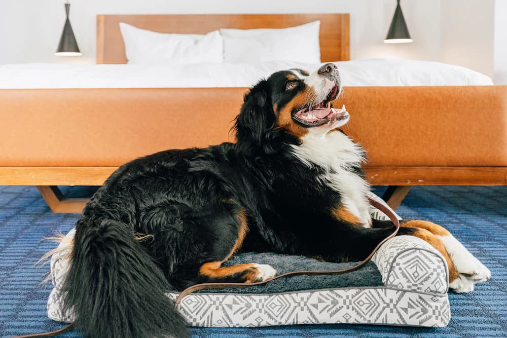 Pet-friendly amenities