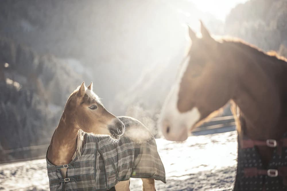 Horseback riding